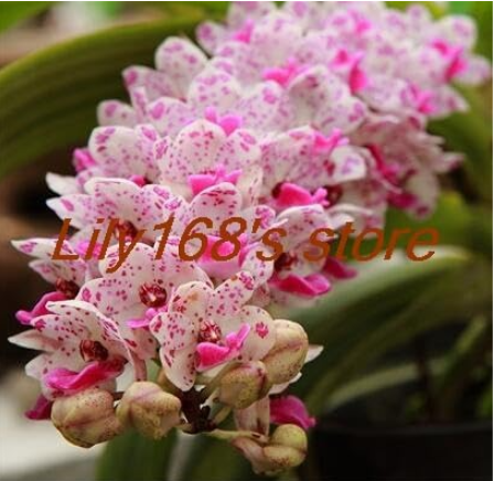 Beautiful and Elegant cymbidium Seed Orchid Ornamental Flowers Seed (Color: A20)