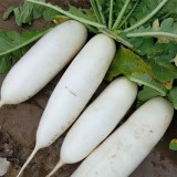 'Guangliang No.22' Radish Seeds - Cylindrical, White, Early-Maturing, Heat-Tolerant Variety