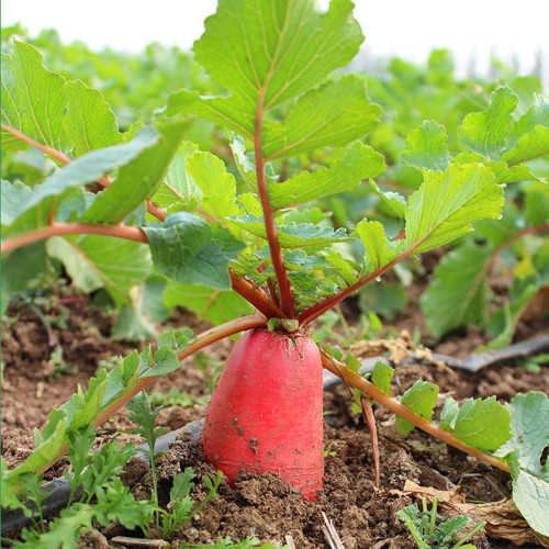 'Jinghong 30' Radish Seeds - F1 Hybrid, Long Cylindrical Root, CrispFlesh, Fast Growing, High Yielding, Disease Resistant