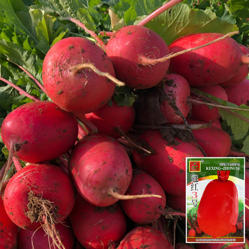 'Guanhong No.3' Radish Seeds - Early-Maturing, Short Cylindrical, Red Skin, White Flesh, Widely Adaptable