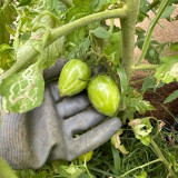 'Surprise Green Cream' Tomato Seeds - Unique Striped, Super Juicy & Sweet