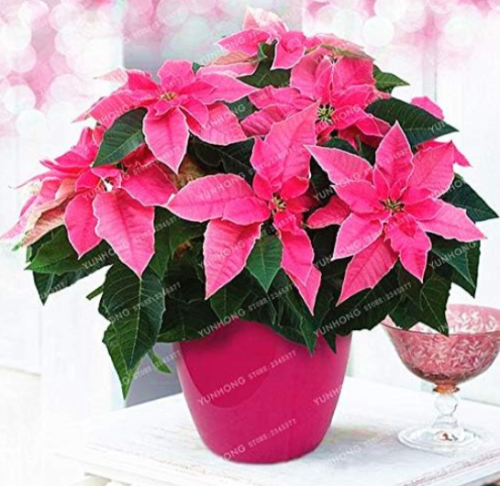 Poinsettia Potted Colorful Seeds Indoor Outdoor Flower