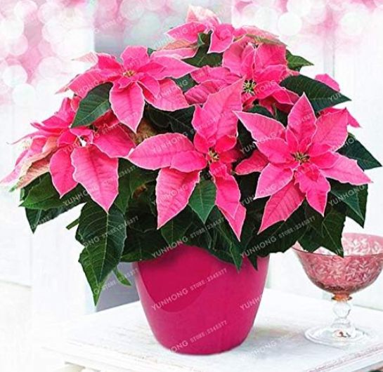 Poinsettia Potted Colorful Seeds Indoor Outdoor Flower