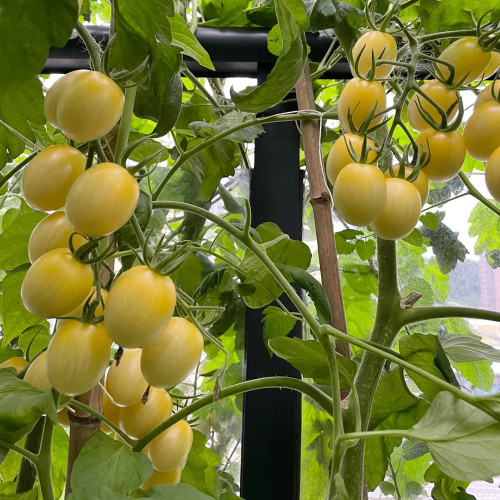 'White Princess F1' Tomato Seeds - Consistent Flavor, Effortless to Cultivate