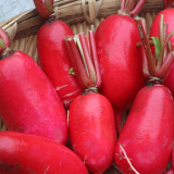 'Guanhong No.3' Radish Seeds - Early-Maturing, Short Cylindrical, Red Skin, White Flesh, Widely Adaptable