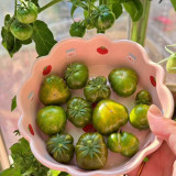 'Eden Micro Tiny No.4' Tomato Seeds - For Patio, Balcony, and Container Gardening