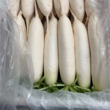 'Guangliang No.22' Radish Seeds - Cylindrical, White, Early-Maturing, Heat-Tolerant Variety