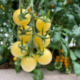 'White Princess F1' Tomato Seeds - Consistent Flavor, Effortless to Cultivate