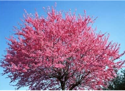 Japanese Sakura Seed Mix Rare Japanese Cherry Blossoms Pink Flowers (Color: 11)