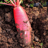 'Jinghong 30' Radish Seeds - F1 Hybrid, Long Cylindrical Root, CrispFlesh, Fast Growing, High Yielding, Disease Resistant