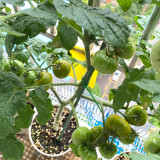 'Eden Micro Tiny No.4' Tomato Seeds - For Patio, Balcony, and Container Gardening