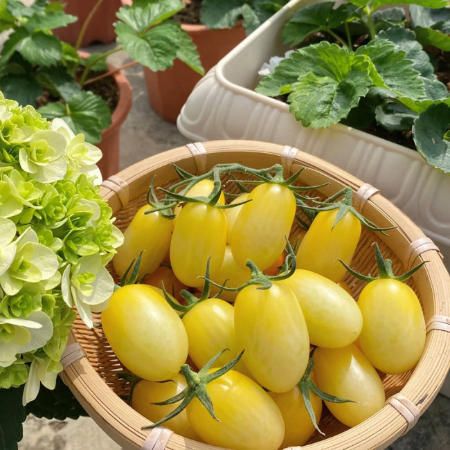'White Princess F1' Tomato Seeds - Consistent Flavor, Effortless to Cultivate