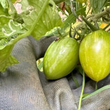 'Surprise Green Cream' Tomato Seeds - Unique Striped, Super Juicy & Sweet
