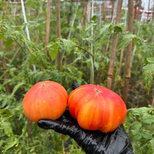 'Fairytale' Tomato Seeds - Juicy and Sweet, Perfect for Fresh Snacking
