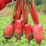 'Guanhong No.3' Radish Seeds - Early-Maturing, Short Cylindrical, Red Skin, White Flesh, Widely Adaptable
