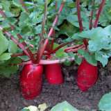 'Jinghong 30' Radish Seeds - F1 Hybrid, Long Cylindrical Root, CrispFlesh, Fast Growing, High Yielding, Disease Resistant