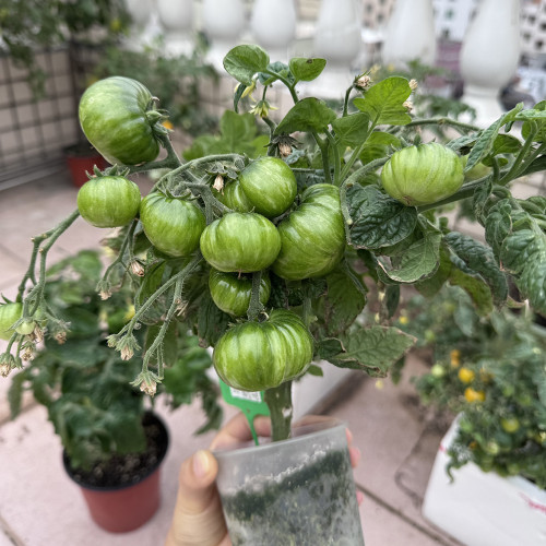 'Eden Micro Tiny No.4' Tomato Seeds - For Patio, Balcony, and Container Gardening