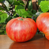 'Vintage Wine' Tomato Seeds - A Fruit-Flavored Tomato Perfect for Gourmet Salads