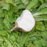 Crystal-clear White Radish Seeds - High-Yielding, Cold-Tolerant, Pure White Flesh, Sweet & Crisp for Home Garden