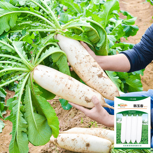 'Hanyuchun' White Radish Seeds - Early-Maturing, Bolt Resistant, Long Cylindrical Roots, Crisp & Sweet Flesh