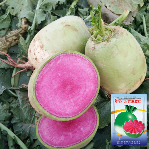 Beijing Mantanghong Radish Seeds - High Yield, Disease Resistant, Red-Purple Flesh for Fresh Eating & Pickling