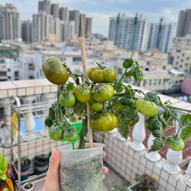 'Eden Micro Tiny No.4' Tomato Seeds - For Patio, Balcony, and Container Gardening