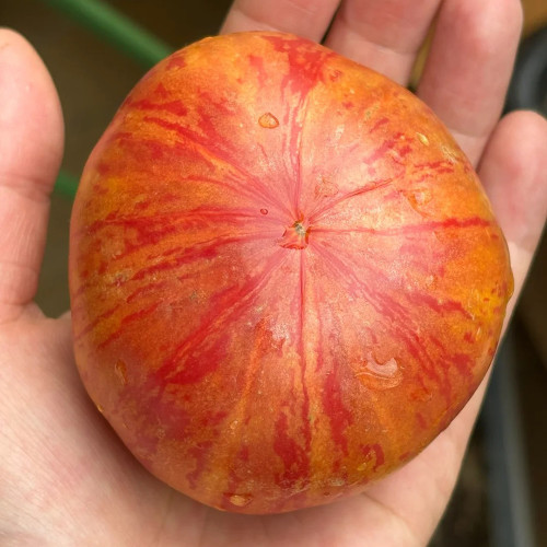 'Vintage Wine' Tomato Seeds - A Fruit-Flavored Tomato Perfect for Gourmet Salads