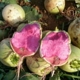 Beijing Mantanghong Radish Seeds - High Yield, Disease Resistant, Red-Purple Flesh for Fresh Eating & Pickling