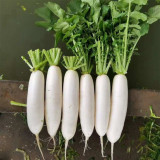 'Hanyuchun' White Radish Seeds - Early-Maturing, Bolt Resistant, Long Cylindrical Roots, Crisp & Sweet Flesh