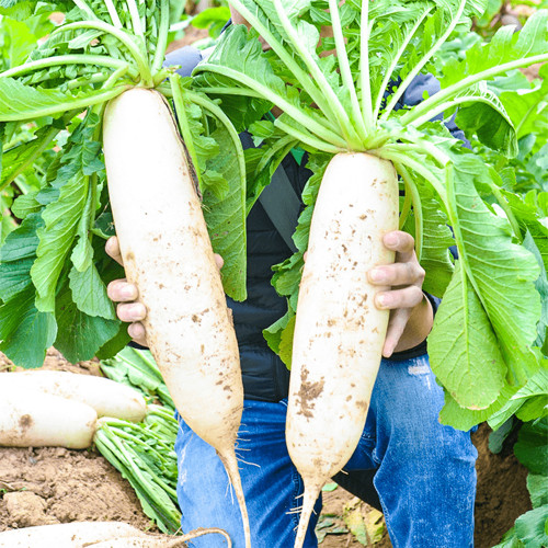 'Hanyuchun' White Radish Seeds - Early-Maturing, Bolt Resistant, Long Cylindrical Roots, Crisp & Sweet Flesh