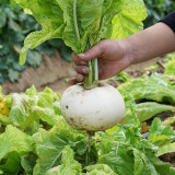 Crystal-clear White Radish Seeds - High-Yielding, Cold-Tolerant, Pure White Flesh, Sweet & Crisp for Home Garden