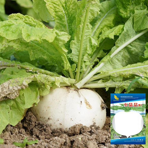 Crystal-clear White Radish Seeds - High-Yielding, Cold-Tolerant, Pure White Flesh, Sweet & Crisp for Home Garden