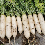 'Hanyuchun' White Radish Seeds - Early-Maturing, Bolt Resistant, Long Cylindrical Roots, Crisp & Sweet Flesh