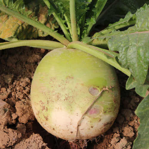 Beijing Mantanghong Radish Seeds - High Yield, Disease Resistant, Red-Purple Flesh for Fresh Eating & Pickling