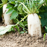 'Hanyuchun' White Radish Seeds - Early-Maturing, Bolt Resistant, Long Cylindrical Roots, Crisp & Sweet Flesh