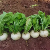 Crystal-clear White Radish Seeds - High-Yielding, Cold-Tolerant, Pure White Flesh, Sweet & Crisp for Home Garden
