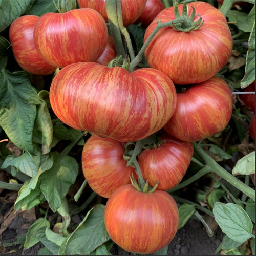'Vintage Wine' Tomato Seeds - A Fruit-Flavored Tomato Perfect for Gourmet Salads