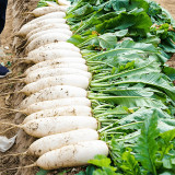 'Hanyuchun' White Radish Seeds - Early-Maturing, Bolt Resistant, Long Cylindrical Roots, Crisp & Sweet Flesh