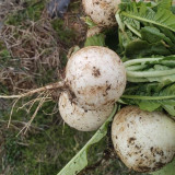 Crystal-clear White Radish Seeds - High-Yielding, Cold-Tolerant, Pure White Flesh, Sweet & Crisp for Home Garden