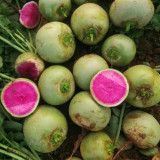 Beijing Mantanghong Radish Seeds - High Yield, Disease Resistant, Red-Purple Flesh for Fresh Eating & Pickling