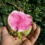 Beijing Mantanghong Radish Seeds - High Yield, Disease Resistant, Red-Purple Flesh for Fresh Eating & Pickling