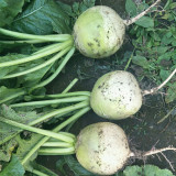 Beijing Mantanghong Radish Seeds - High Yield, Disease Resistant, Red-Purple Flesh for Fresh Eating & Pickling