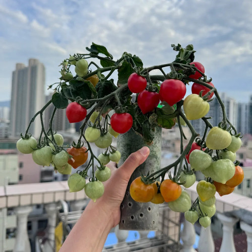 'Evita' Mini Potted Tomato Seeds - Heart Fruit, High Yield, Pots