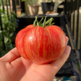 'Vintage Wine' Tomato Seeds - A Fruit-Flavored Tomato Perfect for Gourmet Salads