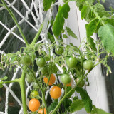 Mille Fleurs Tomato Seeds - No Green Shoulders, Excellent Sweetness, Ideal for Fresh Snacking