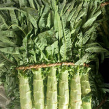 Erbai Pi Stems Lettuce Seeds - Crisp Fragrant Stems, Compact, Bolting Resistant, Early Maturing for Autumn Winter Grow