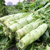 Erbai Pi Stems Lettuce Seeds - Crisp Fragrant Stems, Compact, Bolting Resistant, Early Maturing for Autumn Winter Grow