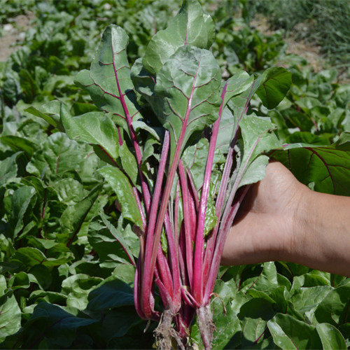 Red-stemmed Spinach Seeds - Fast Growing, Easy to Grow, Crisp Sweet Taste, High Vitamin, Rich in Nutrients