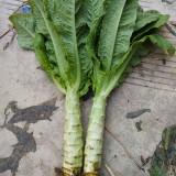 Erbai Pi Stems Lettuce Seeds - Crisp Fragrant Stems, Compact, Bolting Resistant, Early Maturing for Autumn Winter Grow