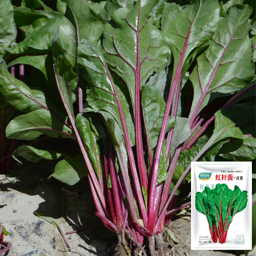 Red-stemmed Spinach Seeds - Fast Growing, Easy to Grow, Crisp Sweet Taste, High Vitamin, Rich in Nutrients